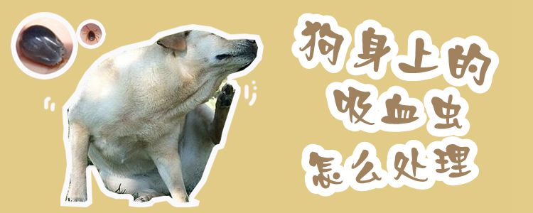 狗身上的吸血蟲怎么處理1