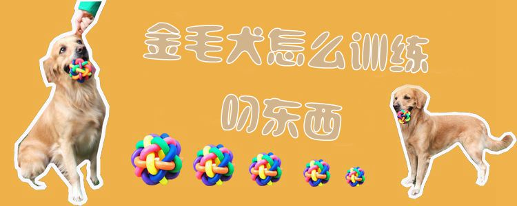 金毛犬怎么訓練叼東西
