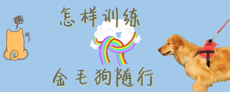 金毛犬怎么訓(xùn)練隨行