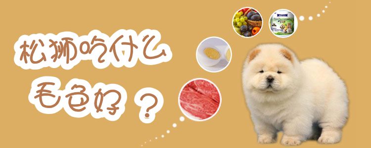 松獅吃什么毛色好