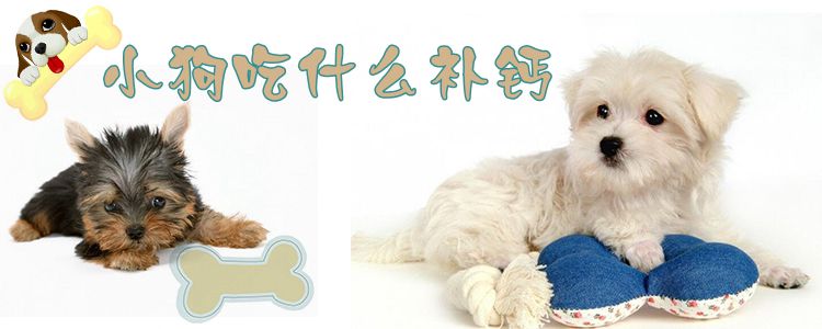小狗吃什么補鈣