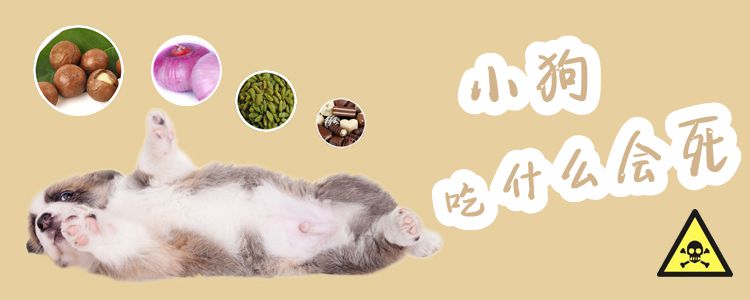 小狗吃什么會死