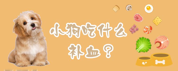 小狗吃什么補血