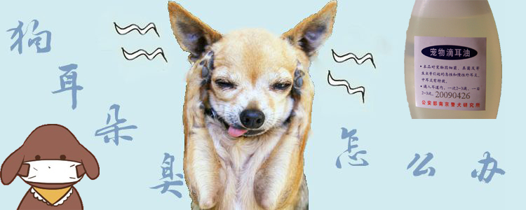 狗耳朵臭怎么辦1