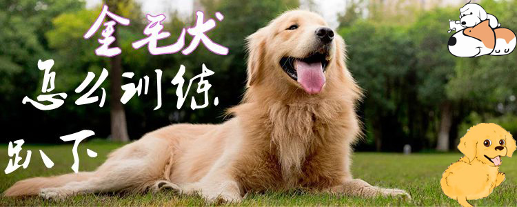金毛犬怎么訓(xùn)練趴下