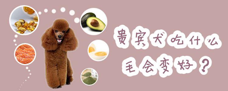 貴賓犬吃什么毛會變好