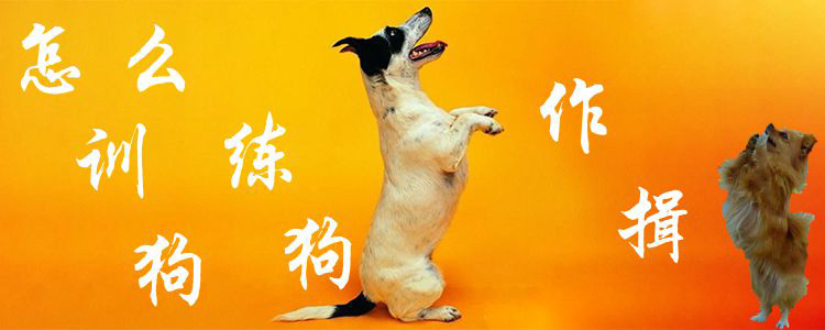怎么訓練狗作揖