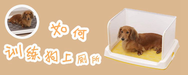 如何訓練狗上廁所