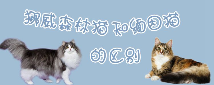 挪威森林貓和緬因貓的區別