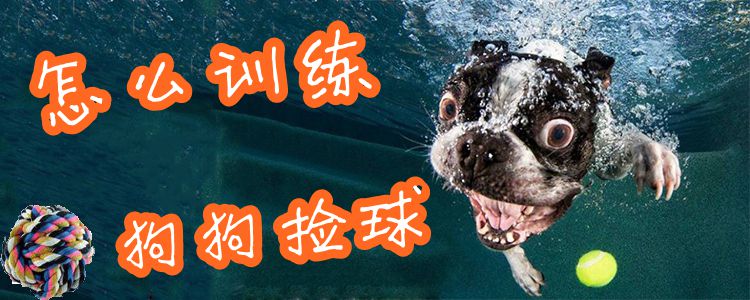 怎么訓(xùn)練狗撿球1