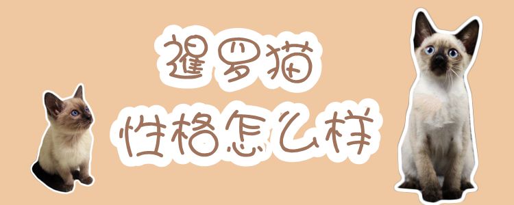 暹羅貓性格怎么樣