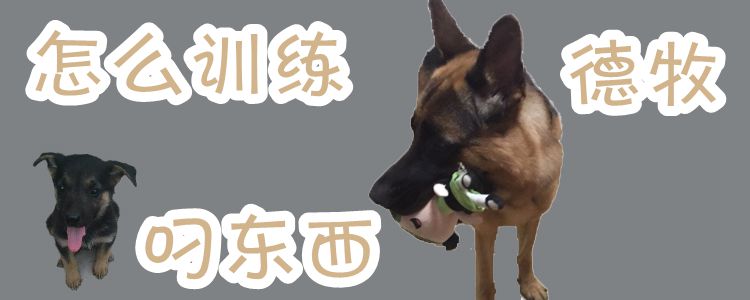 怎么訓練德牧叼東西