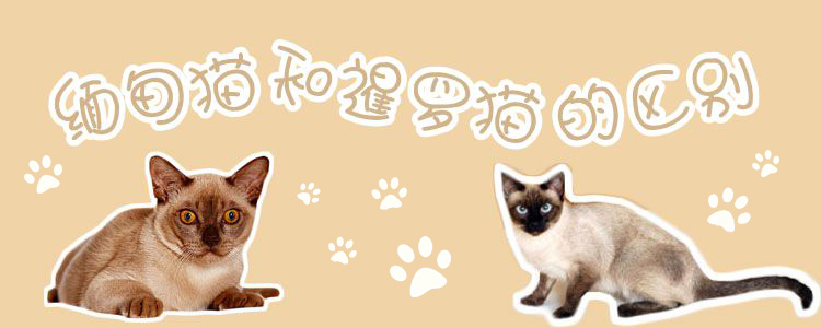 緬甸貓和暹羅貓的區別