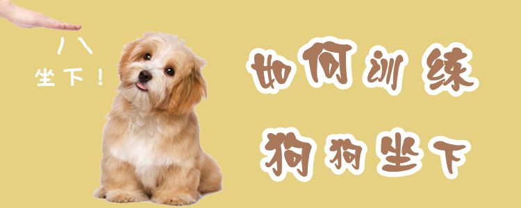 如何訓練狗狗坐下