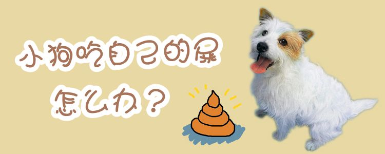 小狗吃自己的屎怎么辦