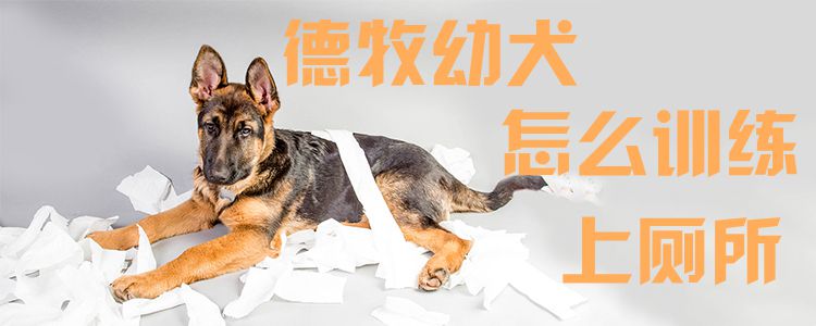 德牧幼犬怎么訓練上廁所