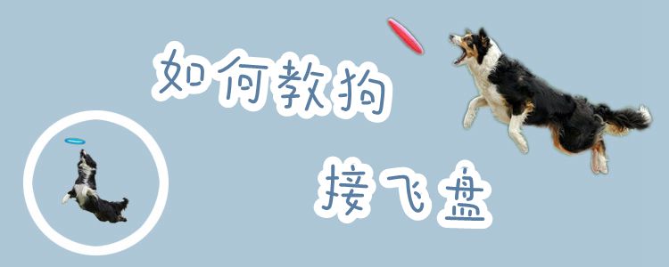 如何教狗接飛盤(pán)
