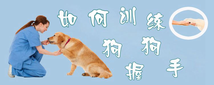 如何訓(xùn)練狗狗握手