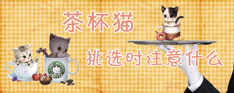 茶杯貓挑選時注意什么