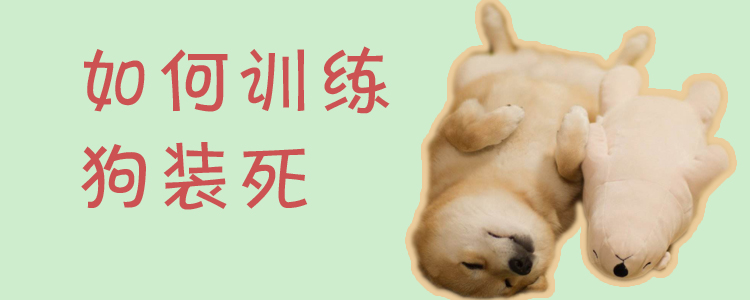 如何訓練狗裝死