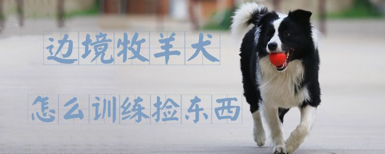 邊境牧羊犬怎么訓練撿東西