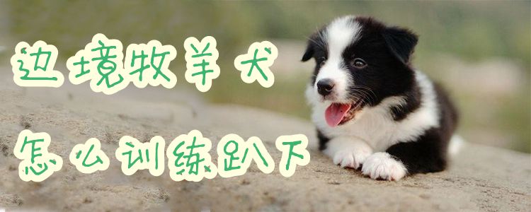 邊境牧羊犬怎么訓練趴下
