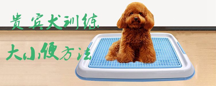 貴賓犬訓練大小便方法1