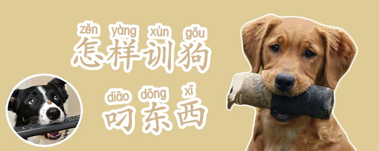 怎樣訓(xùn)狗叼東西
