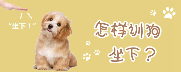 怎樣訓狗坐下