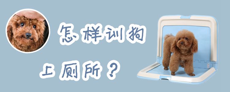 怎樣訓狗上廁所