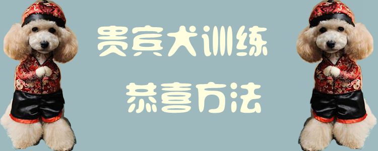 貴賓犬訓(xùn)練恭喜方法