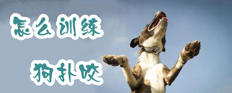 怎么訓練狗撲咬