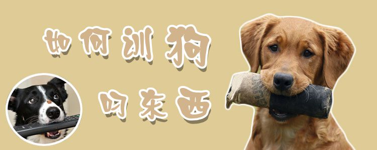 如何訓狗叼東西