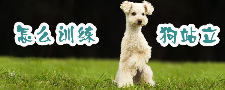 怎么訓(xùn)練狗站立