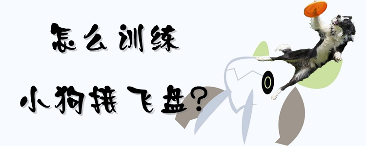 如何訓(xùn)練小狗接飛盤