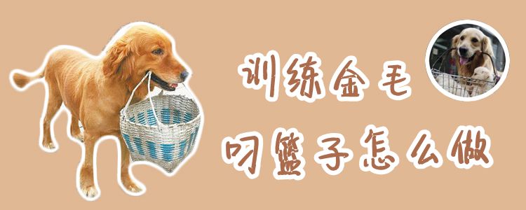 訓練金毛叼籃子怎么做