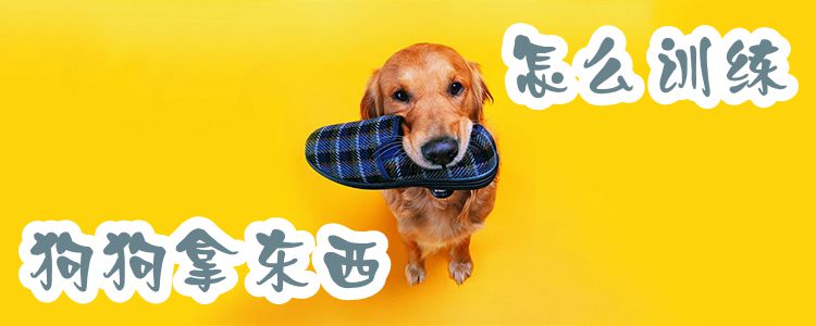 怎么訓練狗狗拿東西