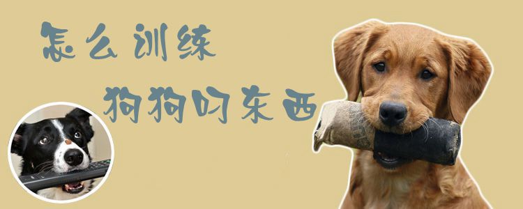 怎么訓練狗狗叼東西1