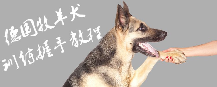 德國(guó)牧羊犬訓(xùn)練握手教程1