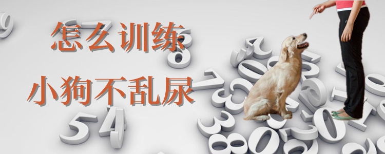 怎么訓練小狗不亂尿