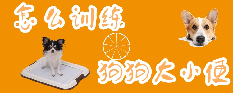 怎么訓(xùn)練狗狗大小便