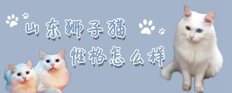 山東獅子貓性格怎么樣