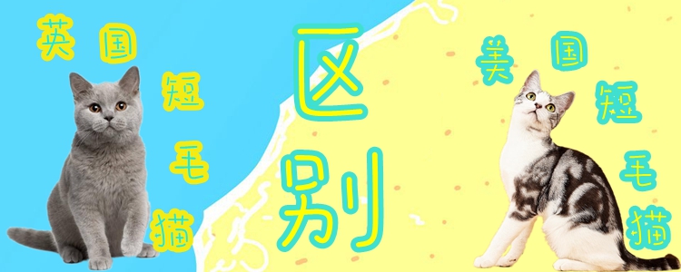 英國短毛貓和美國短毛貓的區(qū)別有哪些
