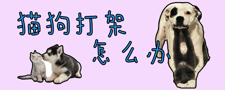 貓狗打架怎么辦