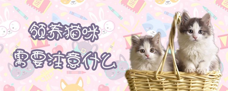 領(lǐng)養(yǎng)貓咪需要注意什么