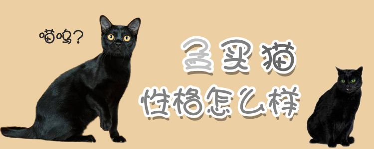 孟買貓性格怎么樣