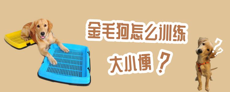 金毛狗怎么訓練大小便