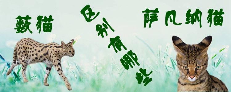 薩凡納貓和藪貓的區別有哪些