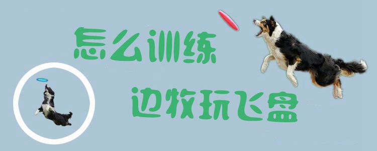 怎么訓練邊牧玩飛盤