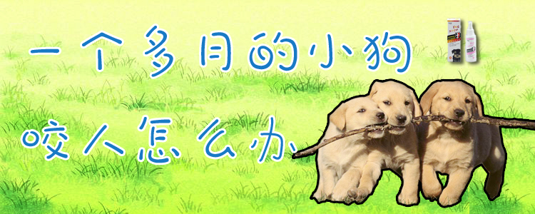 一個多月的小狗咬人怎么辦